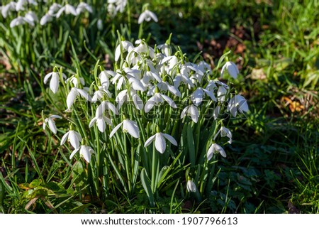 Snowdrops (galanthus) an  early winter spring flowering  bulbous plant with a white springtime flower which opens in January and February in a woodland wildflower setting, stock photo image