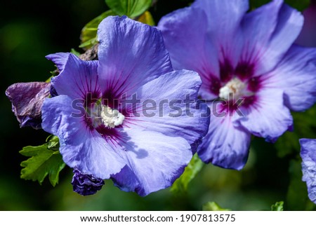 Hibiscus sinosyriacus 'Blue Bird' a summer flowering shrub plant with a blue purple summertime flower commonly known as Chinese Rose of Sharon or Rose Mallow, stock photo image