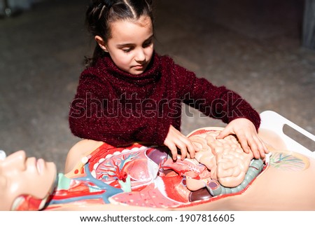 School child studying a model of the human anatomy in biology class