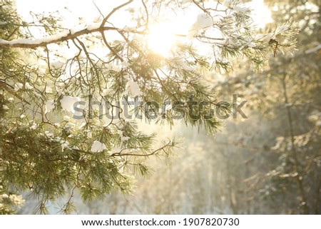 Beautiful sunlit tree branch covered with snow in forest. Winter season