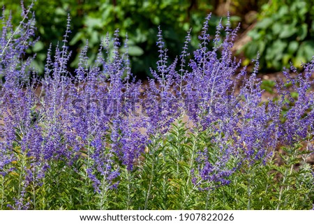 Perevoskia 'Blue Spire' a late summer flowering plant with a blue purple summertime flower in July and August and commonly known as Russian Sage, stock photo image