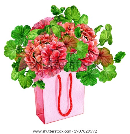 Geranium bouquet in a gift bag. Hand drawn watercolor illustration on white background. Red pelargonium, bright green leaves. Geranium branch for congratulatory design. 