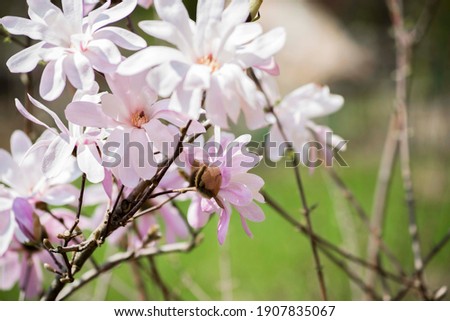 magnolia blossom spring garden. beautiful flowers, spring background pink flowers. magnoli. tender pink flowers. warm april weather