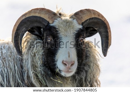 A photograph of Old Norwegian sheep. Black and white face, and big brown and grey horns.