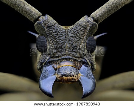 The Longhorn Beetle Anhammus Dalenii