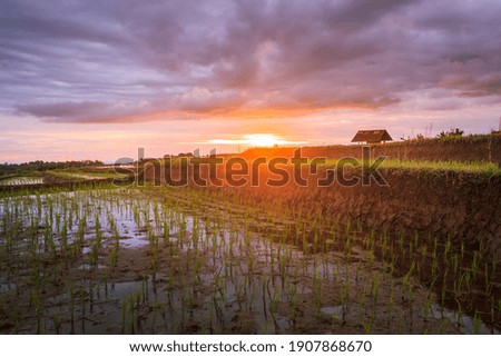 panoramic views of rice fields in North Bengkulu, Indonesia, beautiful colors and natural light from the sky