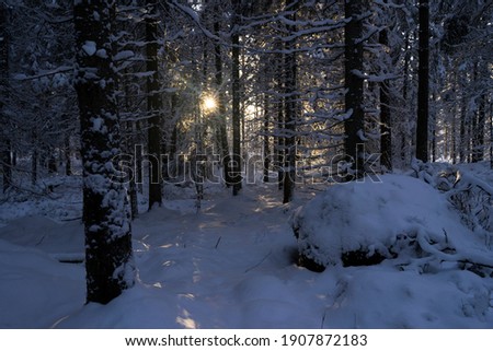 Beautiful winter day in Swedish forest. Lovely scandinavian nature and landscape with snow on trees. Calm, peaceful and happy picture.