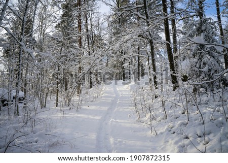 Beautiful winter day in Swedish forest. Lovely scandinavian nature and landscape with snow on trees. Calm, peaceful and happy picture.