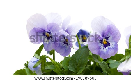pansy plants isolated on white background