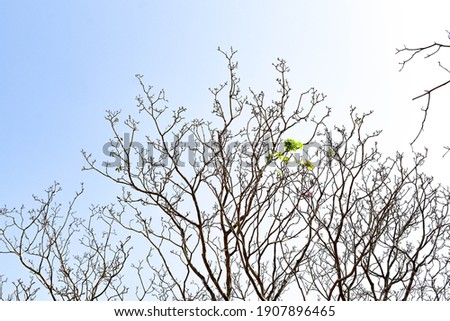 Dried african tulip tree with little green leaves and white background. Dried tree