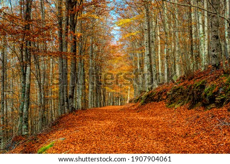 Autumn landscape beautiful colored trees over the forest, glowing in sunlight. Wonderful picturesque background. Beautiful colors and a peaceful atmosphere around. Gorgeous view. Royalty-Free Stock Photo #1907904061