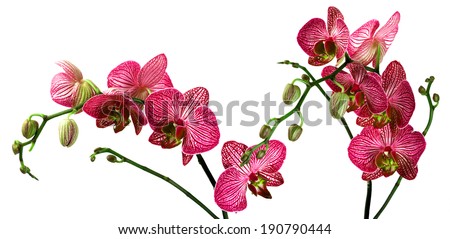 Phalaenopsis orchid Royalty-Free Stock Photo #190790444