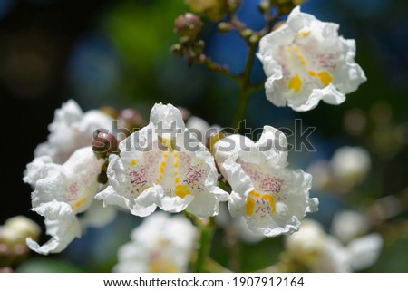 Common catalpa flowers - Latin name - Catalpa bignonioides Royalty-Free Stock Photo #1907912164