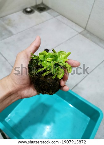 Re-potting a venus flytrap of Alien cultivar