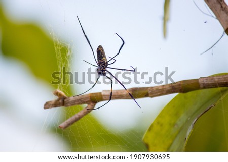 Red-legged golden orb-weaver spider, a species of Orb weavers. Also known as Red-legged nephila Royalty-Free Stock Photo #1907930695