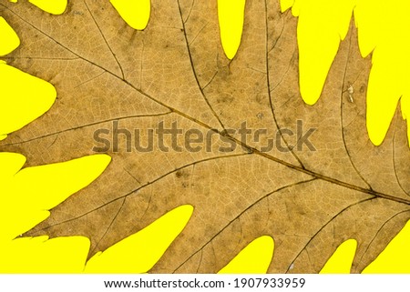 Closeup of Dried Oak Leaf Veins Isolated On Yellow Background