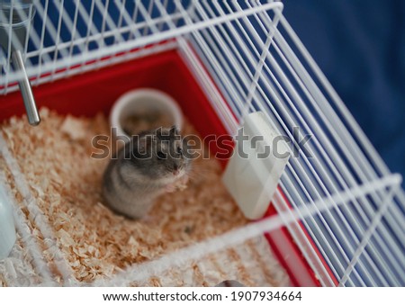 Gray Dzungarian hamster looks up while sitting in a cage.