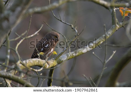 Asian Barred Owlet Is Sitting On The Branch Of A Tree