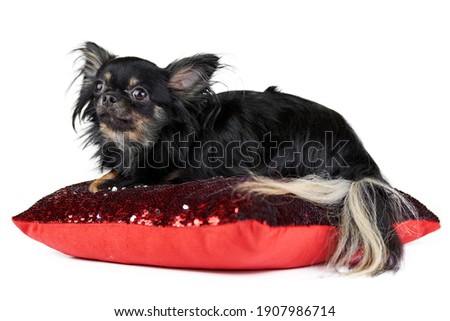 Longhaired Chihuahua puppy on red pillow, white isolated background. Little cute black dog breed with a fluffy tail.