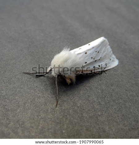 white moth on a gray background close up