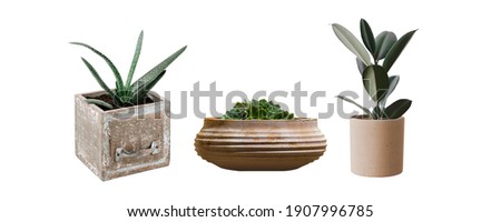 Cut out potted house plants in modern pots. Collection of isolated home green plants on a white background.