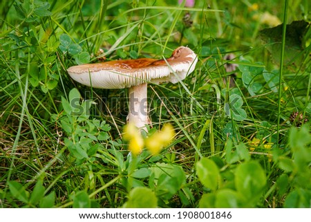 A mushroom amongst grass and clovers.