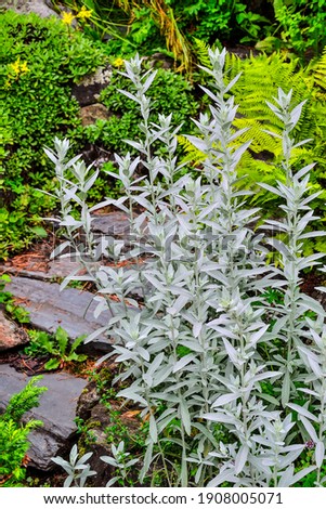 Silver wormwood or sagebrush Artemisia ludoviciana «Silver Queen» - ornamental scented plant with silver colored leaves for garden landscaping. Decorative plant in landscape design Royalty-Free Stock Photo #1908005071
