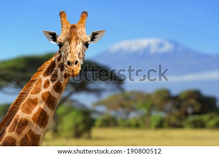 Giraffe in front of Kilimanjaro mountain - Amboseli national park Kenya Royalty-Free Stock Photo #190800512