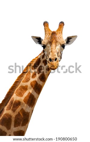 Close up shot of giraffe head isolated on white background