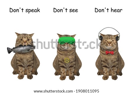 Three cats covering its eyes, ears and mouth like three wise monkeys. Don't speak, see and hear. White background. Isolated.
