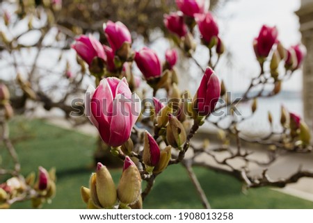 Beautiful pink magnolia flowers in spring with warm sunlight in Istanbul