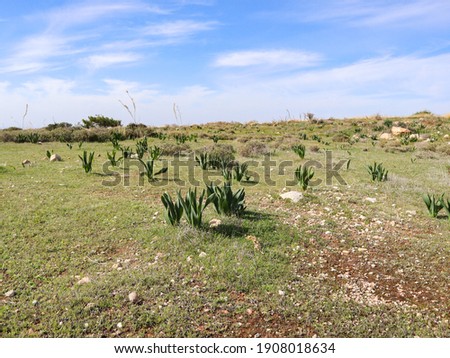 Highlands, winter landscape in Cyprus with new plants breaking through.