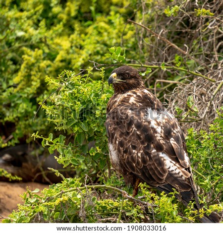 Close-up of a Galapagos Hawk sitting in the vegetation. The picture is taken on the Galápagos Islands.