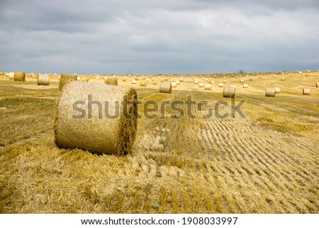 Straw in rolls on the field