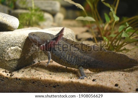 The axolotl (Ambystoma mexicanum), also known as the Mexican walking fish, is a neotenic salamander related to the tiger salamander. The species was originally found in several lakes, near Mexico City