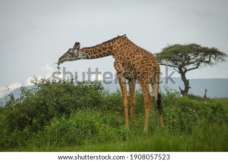 Giraffe grazing in short brush
