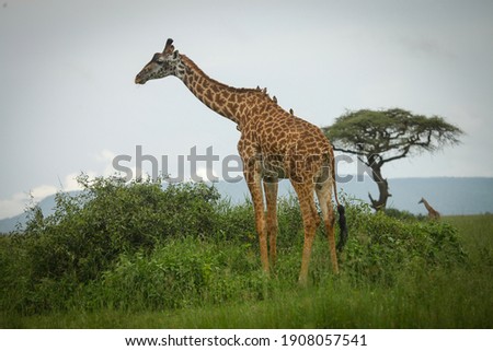 Giraffe standing in short brush