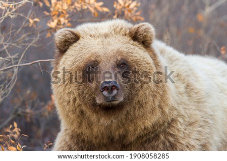 Denali National Park is a great place to observe wild Grizzly Bears. Denali's open tundra allows you to spot animals a great distance away but often time the wildlife is right along the roadside.  Royalty-Free Stock Photo #1908058285