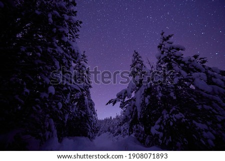winter night landscape nature forest