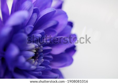 Blurred macro photo of elegant purple flower on left side. Cose up of delicate violet petals inside