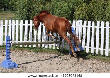 Young chestnut colored sport horse free jumps over a hurdle in economy round pen open air at summer time

