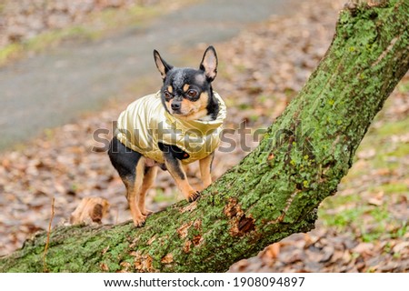 Dressed Chihuahua. pedigree dog chihuahua clothing outdoors. Rainy weather