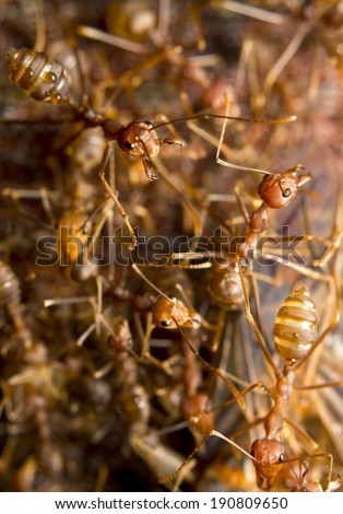 Macro of tropical red fire ants catching a prey, Borneo, Malaysia