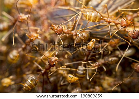 Macro of tropical red fire ants catching a prey, Borneo, Malaysia
