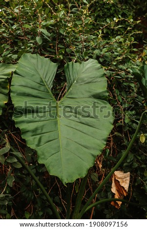 Beautiful large leaves of different shapes, background of green leaves, greenery, beautiful nature. . High quality photo