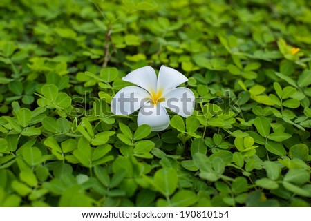 white and yellow plumeria on green bush background