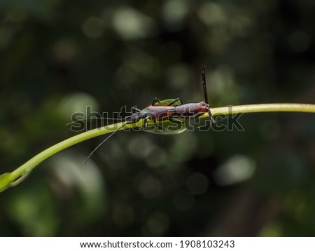 macro the Earwigs on green leaf