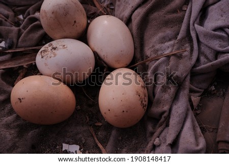 Chicken eggs that do not hatch. Eggs with this condition usually smell bad.