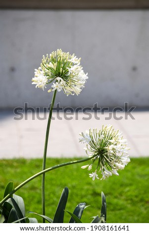 the Common Dandelion flower picture 