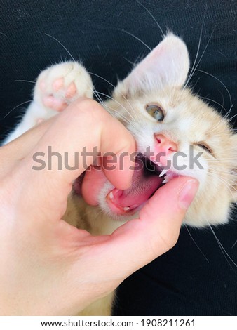 A playful kitten with white teeth